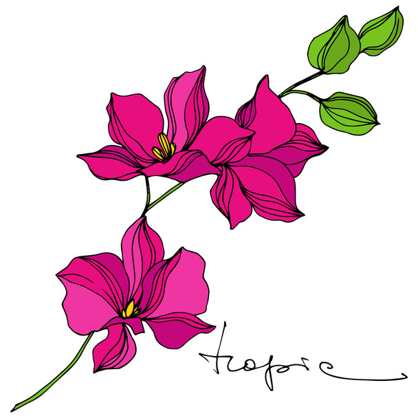 Vektör Tropikal Botanik Çiçeği. Egzotik Hawaii yazı. İşlenmiş mürekkep sanatı. Ayrı çiçek illüstrasyon ögesi. - Vektör, Görsel