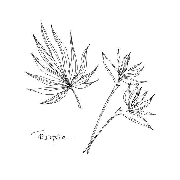 Vector Tropical floral botanical flowers. Tinta grabada en blanco y negro. Elemento de ilustración de flores aisladas
. - Vector, imagen