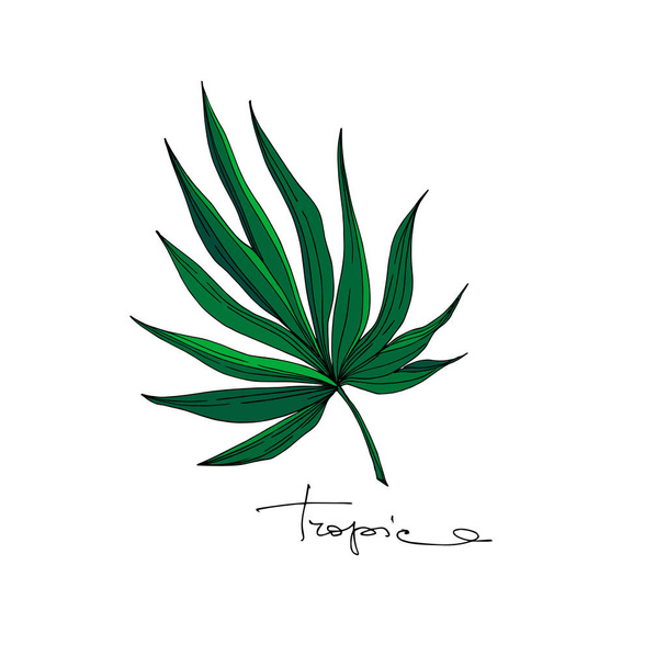 Vector Palm beach tree leaves jungle botanical. Black and white engraved ink art. Isolated leaves illustration element. - Вектор, зображення