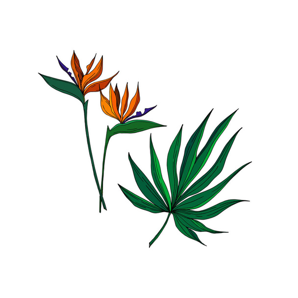 Vector Tropical floral botanical flowers. Tinta grabada en blanco y negro. Elemento de ilustración de flores aisladas
. - Vector, Imagen