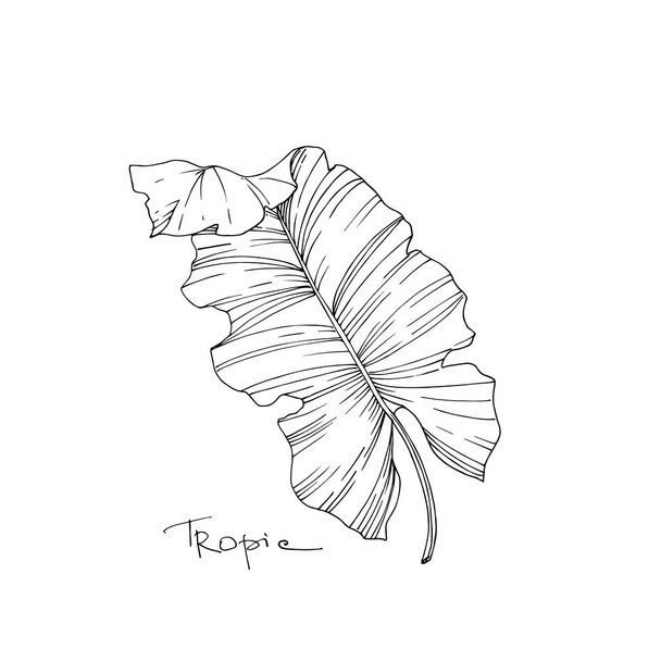 Vector Palm beach tree leaves jungle botanical. Black and white engraved ink art. Isolated leaves illustration element. - Vektori, kuva