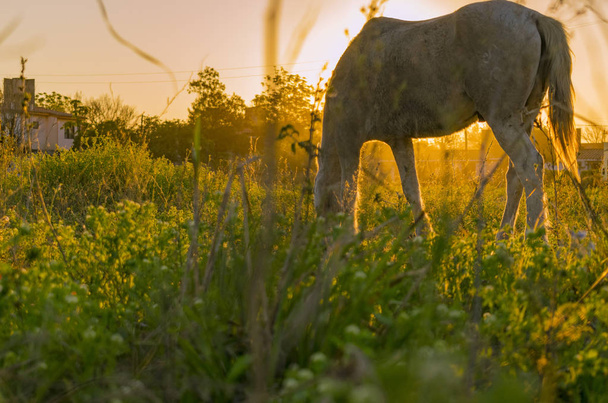 Caballo pastando en la puesta de sol, caballo de carga de Pueblo - Photo, image