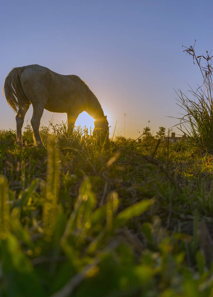 Caballo pastando en la puesta de sol, caballo de carga de Pueblo - Fotó, kép