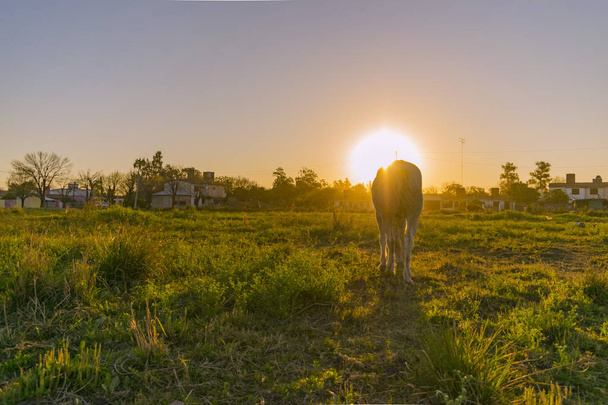 Caballo pastando en la puesta de sol, caballo de carga de pueblo. - Foto, Imagen