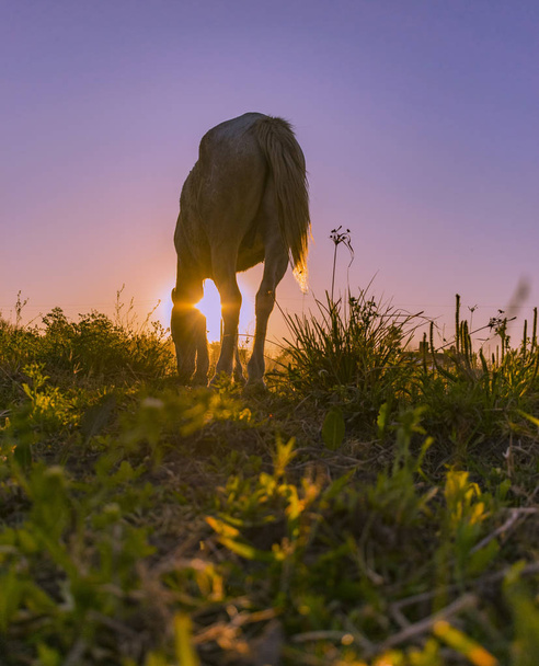 Caballo pastando en la puesta de sol, caballo de carga de Pueblo - Foto, Bild