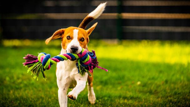 Beagle-Hund springt und rennt mit Spielzeug in Richtung Kamera - Foto, Bild