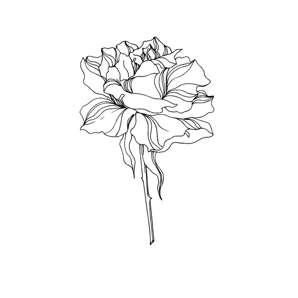 Vector Rose floral botanical flowers. Black and white engraved ink art. Isolated roses illustration element. - Vector, Image