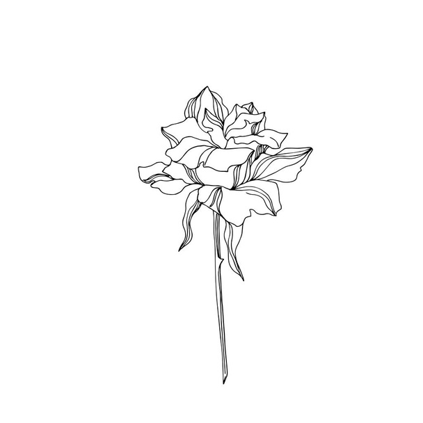 Vektör gül çiçekli botanik çiçekleri. Siyah beyaz işlemeli mürekkep sanatı. İzole gül çizim elementi. - Vektör, Görsel