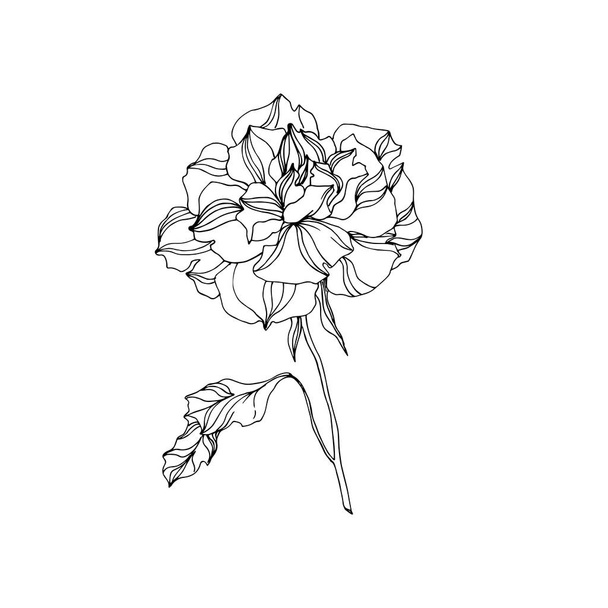 Vector Rose floral botanical flowers. Black and white engraved ink art. Isolated roses illustration element. - Vektor, Bild