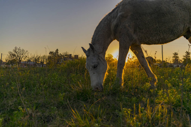 Caballo pastando en la puesta de sol, caballo de carga de Pueblo - Fotó, kép