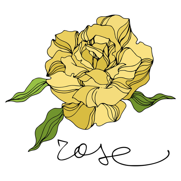 Vector Rose floral botanical flowers. Engraved ink art. Isolated roses illustration element. - Wektor, obraz