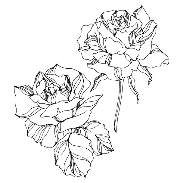 Vector Rose floral botanical flowers. Engraved ink art. Isolated roses illustration element. - Vecteur, image