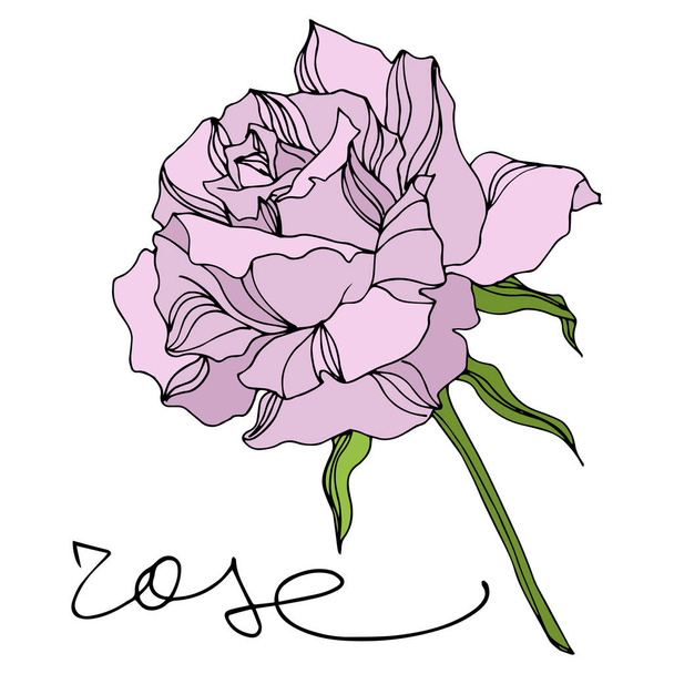 Vektor Rose virágos botanikai virágok. Vésett tintaművészet. Izolált rózsa illusztrációs elem. - Vektor, kép