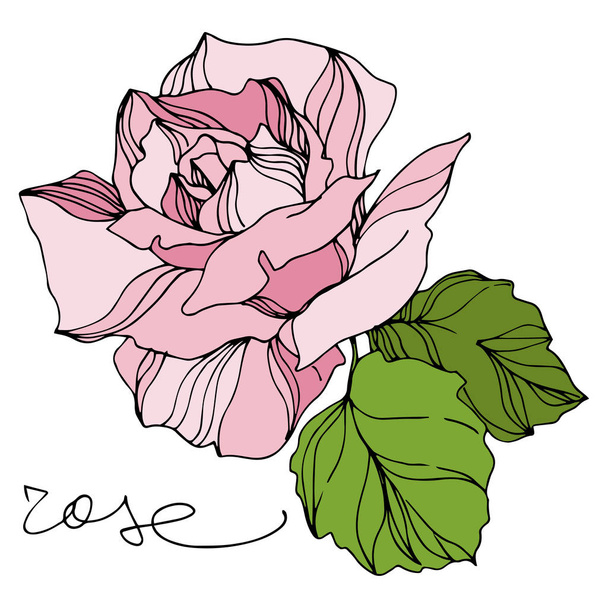 Vector Rose floral botanical flowers. Engraved ink art. Isolated roses illustration element. - Wektor, obraz