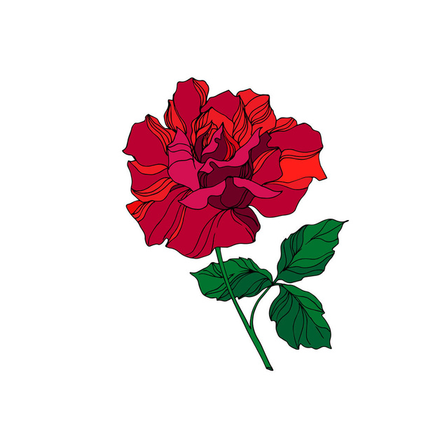 Vector Rose floral botanical flower. Red and green engraved ink art. Isolated rose illustration element. - Vecteur, image