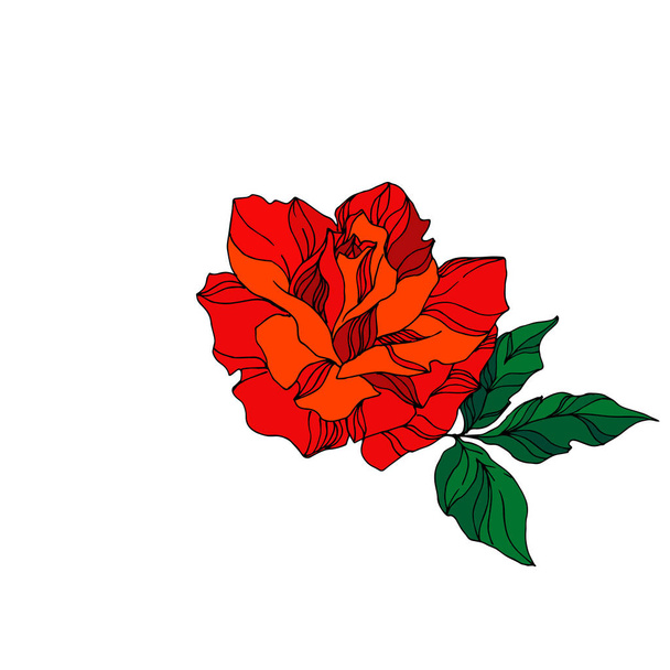 Διάνυσμα τριαντάφυλλο λουλούδι βοτανικό λουλούδι. Κόκκινο και πράσινο χαραγμένο μελάνι τέχνης. Μεμονωμένο στοιχείο απεικόνισης τριαντάφυλλου. - Διάνυσμα, εικόνα
