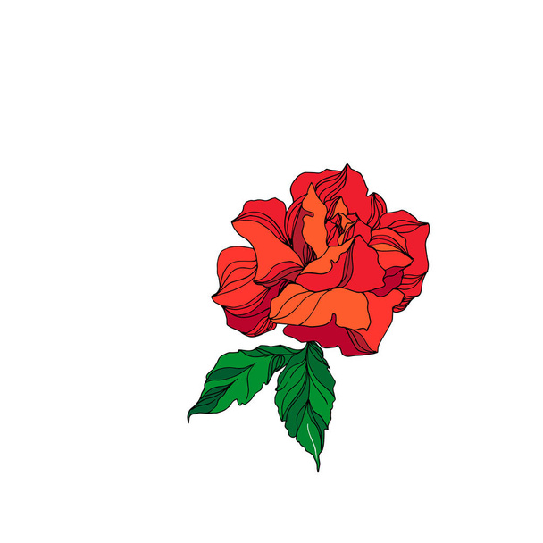 Flor botánica floral Vector Rose. Tinta grabada roja y verde. Elemento de ilustración rosa aislada
. - Vector, Imagen