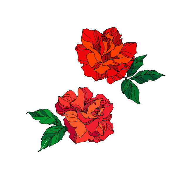 Wektor Rose kwiatowe kwiaty botaniczne. Czerwony i zielony grawerowany tusz. Izolowany element ilustracji róży. - Wektor, obraz