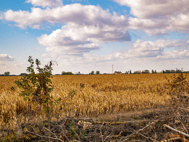 Фермерське поле кукурудзи на фоні хмарного неба
. - Фото, зображення