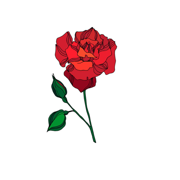 Vektori Rose kukka kasvitieteellinen kukka. Punainen ja vihreä kaiverrettu muste taidetta. Erillinen ruusun kuvituselementti
. - Vektori, kuva