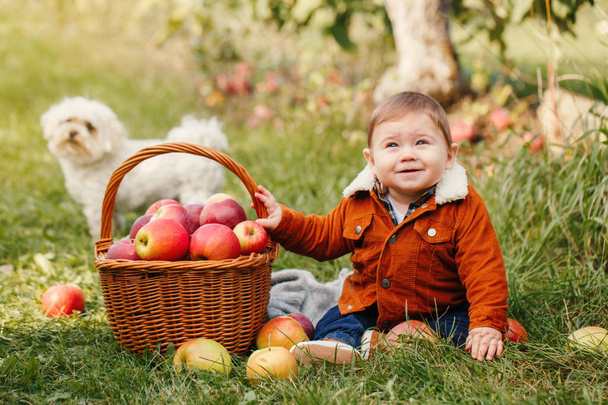 Счастливый маленький смешной мальчик на ферме собирает яблоки в саду. Милый очаровательный ребенок в красно-коричневой куртке с плетеной корзиной и белым собачьим питомцем. Ребенок собирает осенний урожай. Сезонная активность
.  - Фото, изображение