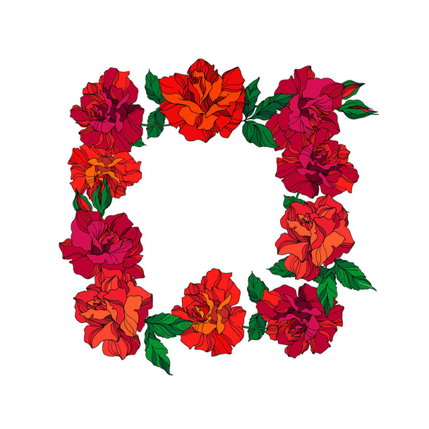 Vector Rose floral botanical flowers. Green ahd red engraved ink art. Frame border ornament square. - Vector, Image