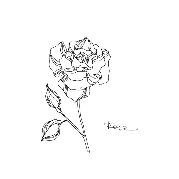 Vector Rose floral botanical flower. Black and white engraved ink art. Isolated rose illustration element. - Vektor, Bild