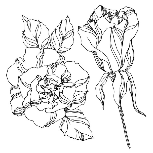 Vector Roses floral botanical flowers. Black and white engraved ink art. Isolated rose illustration element. - Vector, Image