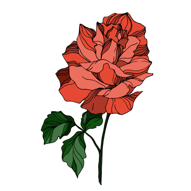 Vector Roses floral botanical flowers. Black and white engraved ink art. Isolated rose illustration element. - Vektor, Bild