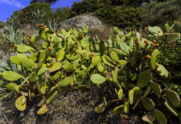 Opuntia stricta-Kaktus Kolczowate-Vernazza, Cinque Terre, Włochy - Zdjęcie, obraz
