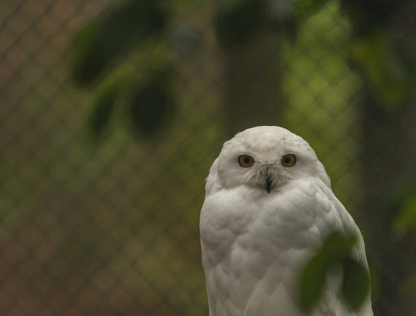 White owl with yellow eyes in autumn cloudy day in Germany - Foto, afbeelding