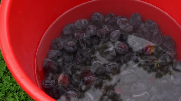 alte Art der Herstellung von Marmelade aus Bio-Pflaumen-Zubereitung zum Waschen - Filmmaterial, Video