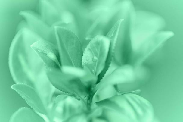 Hermosas hojas de menta verde claro flor con gotas de agua sobre fondo borroso bokeh. Enfoque selectivo suave. Macro primer plano naturaleza patrón textura
. - Foto, imagen