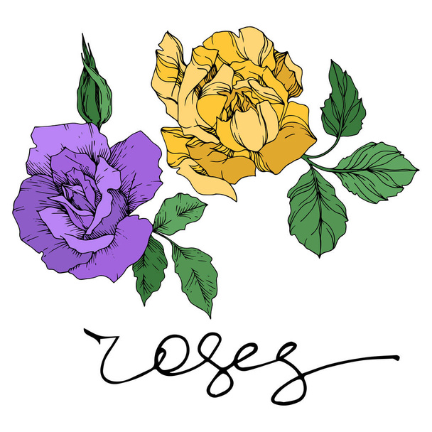 Vector rose floral botanical flowers. Black and white engraved ink art. Isolated roses illustration element. - Vecteur, image
