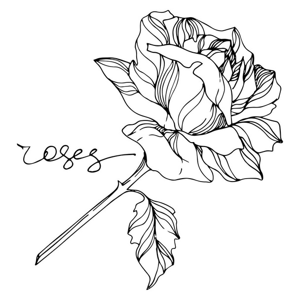Vector rose floral botanical flowers. Black and white engraved ink art. Isolated roses illustration element. - Vektor, obrázek