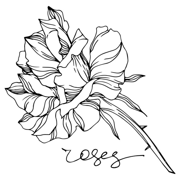 Vector rose floral botanical flowers. Black and white engraved ink art. Isolated roses illustration element. - ベクター画像