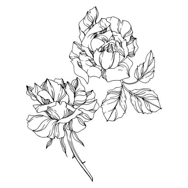 Vector rose floral botanical flowers. Black and white engraved ink art. Isolated roses illustration element. - Vettoriali, immagini