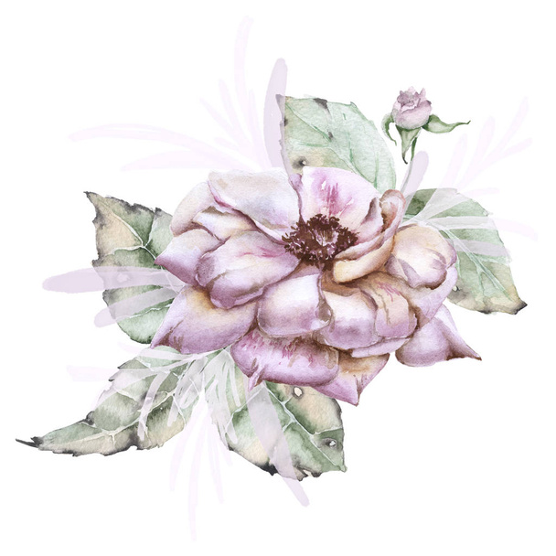 Rose flower. Isolated on white background. - Photo, Image