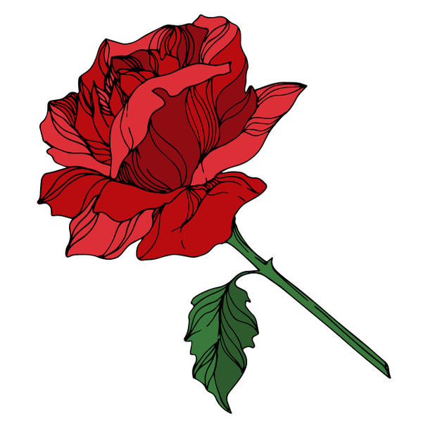 Цветочные ботанические цветы векторной розы. Черно-белый рисунок чернил. Изолированный элемент иллюстрации роз
. - Вектор,изображение