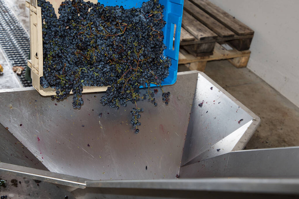 Máquina vinícola de aço moderna com uvas em tempo de colheita
 - Foto, Imagem