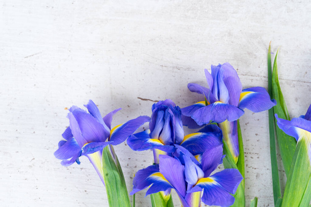 Fresh iris flowers - Foto, immagini