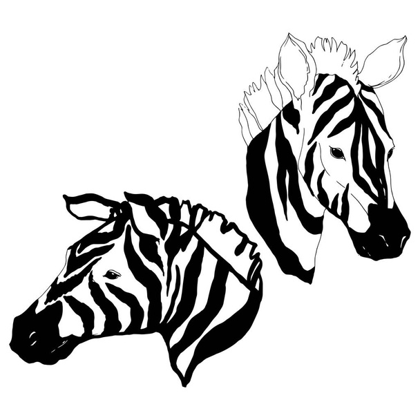 Vector Exotic zebra wild animal isolated. Black and white engraved ink art. Isolated animal illustration element. - Wektor, obraz