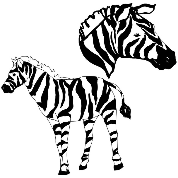 Vector Exotic zebra wild animal isolated. Black and white engraved ink art. Isolated animal illustration element. - ベクター画像