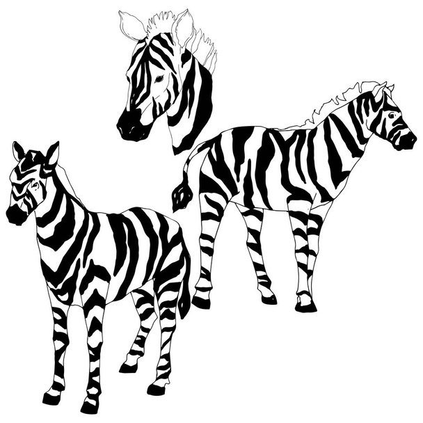 Vettore Zebra esotica animale selvatico isolato. Inchiostro inciso in bianco e nero art. Elemento di illustrazione animale isolato
. - Vettoriali, immagini