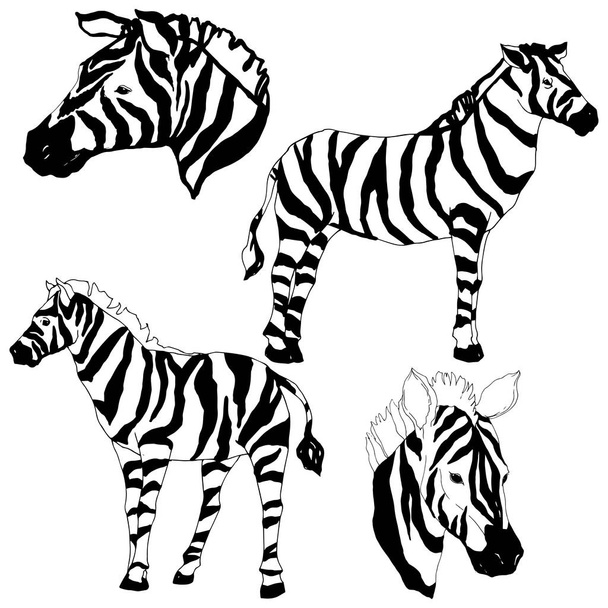 Vector Exotic zebra wild animal isolated. Black and white engraved ink art. Isolated animal illustration element. - Vecteur, image