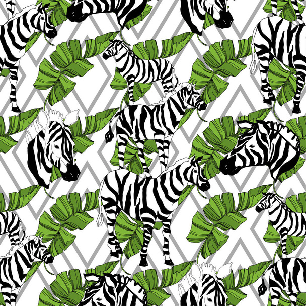 Vektor egzotikus zebra nyomat vadállat izolált. Fekete-fehér vésett tinta művészet. Zökkenőmentes háttér minta. - Vektor, kép