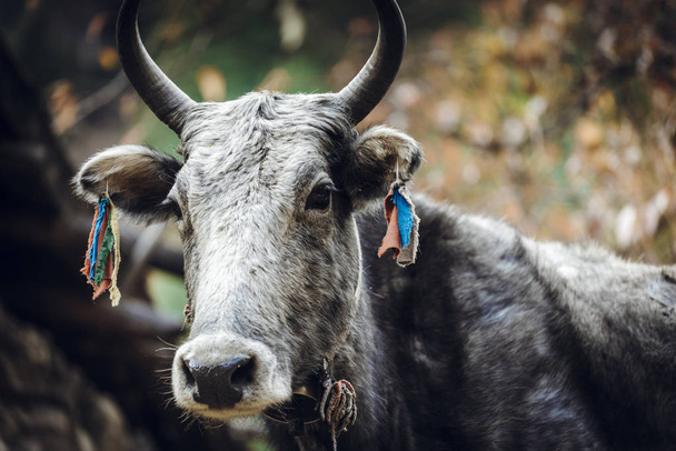 Cow in Himalayas mountains, Nepal - 写真・画像