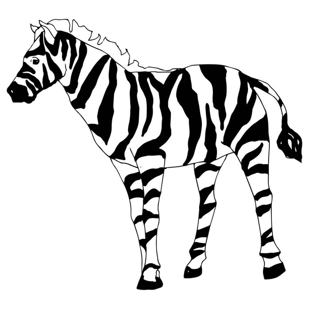 Vector Exotic zebra wild animal isolated. Black and white engraved ink art. Isolated animal illustration element. - Вектор, зображення