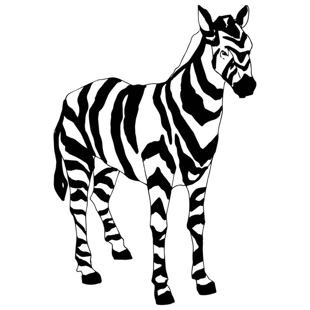 Векторная экзотическая зебра дикое животное изолировано. Черно-белый рисунок чернил. Изолированный элемент иллюстрации животных
. - Вектор,изображение