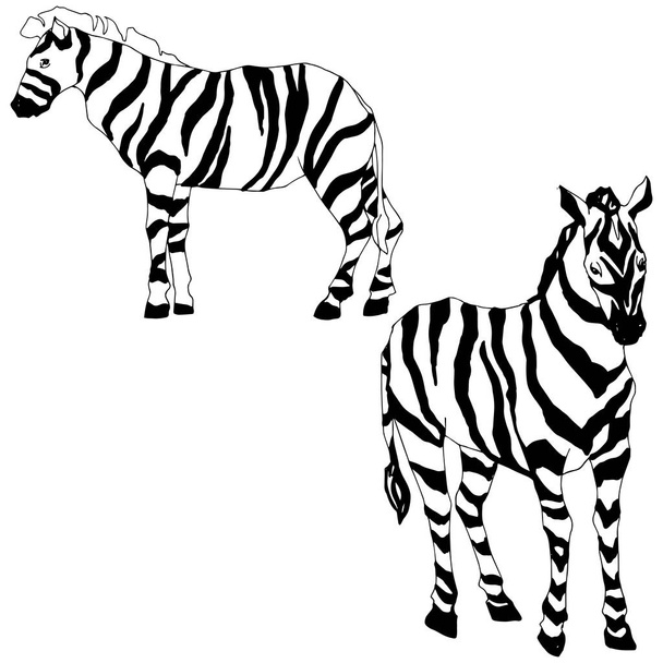 Vector Exotic zebra wild animal isolated. Black and white engraved ink art. Isolated animal illustration element. - Vektor, obrázek